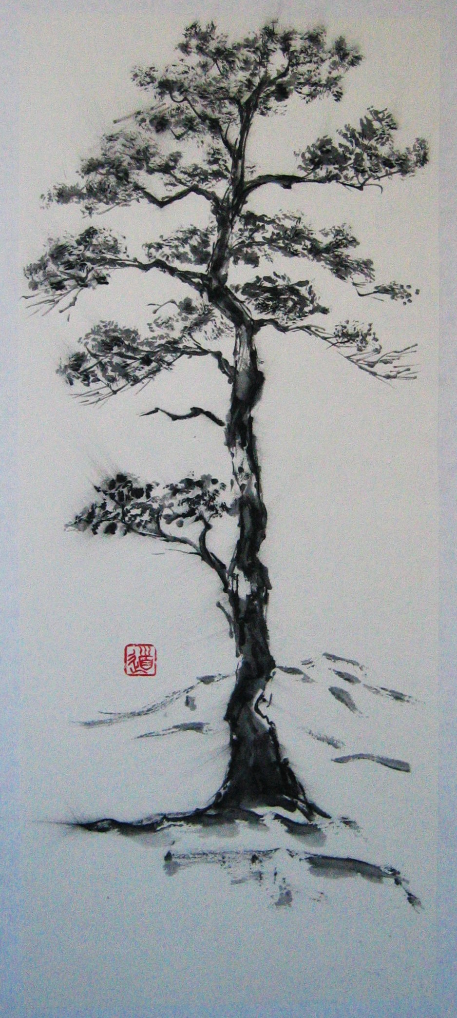 Borovice - vznešený strom